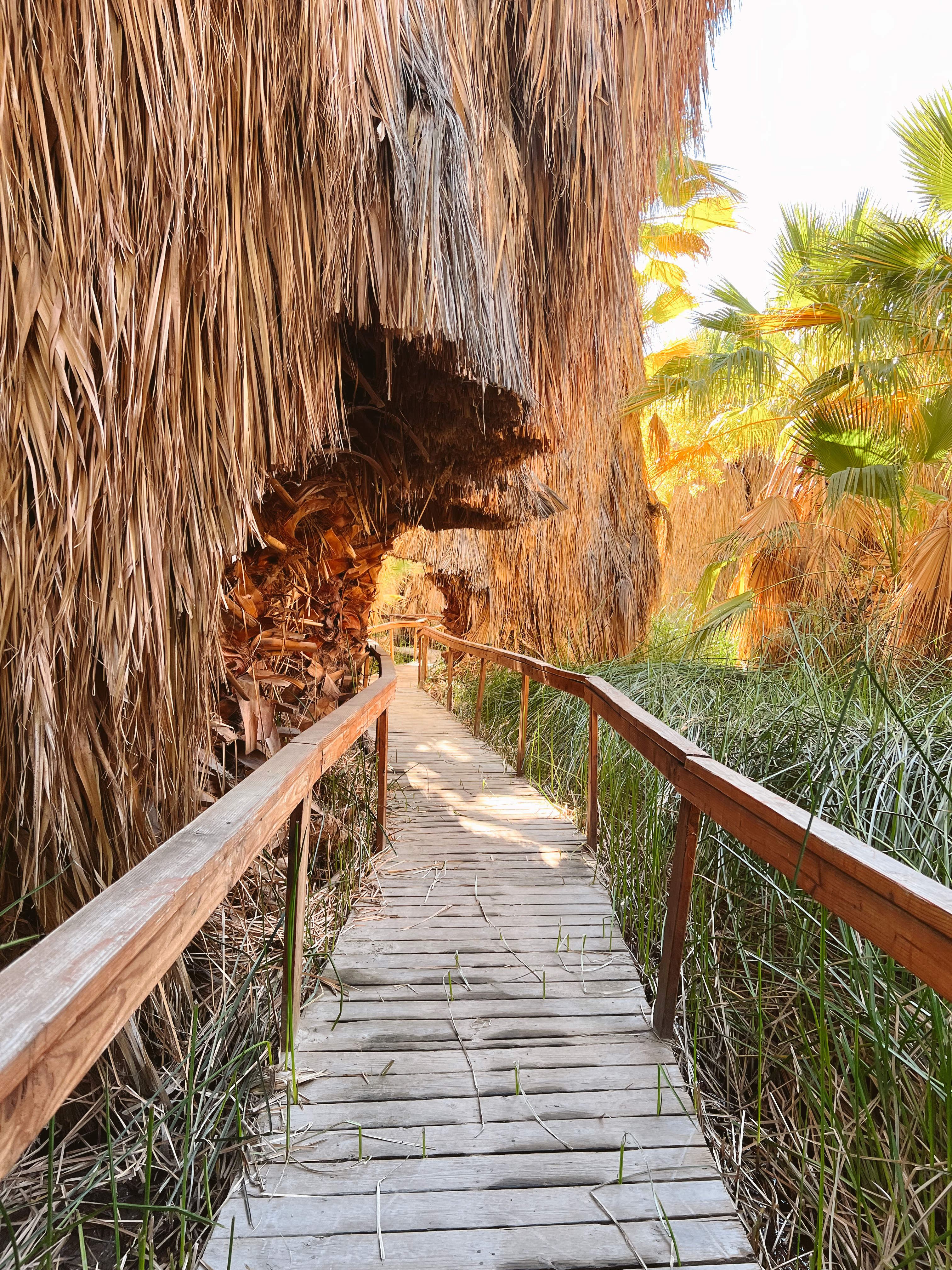 Coachella Valley Preserve